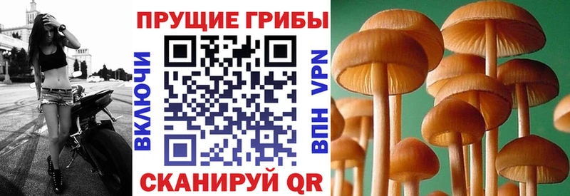 где купить наркоту Далматово Псилоцибиновые грибы Psilocybine cubensis